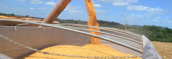 Área de cultivo de maíz alcanza el 17% de RS