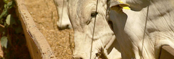 Nutrición Animal