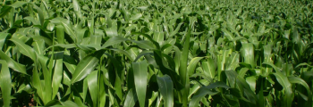 Priorizamos el desarrollo de la agricultura orgánica