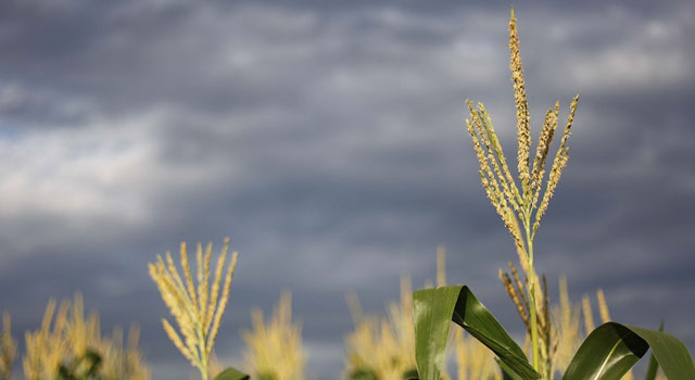Cosecha del maíz sufre de la falta de lluvias en el sureste