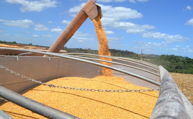 Área de cultivo de maíz alcanza el 17% de RS