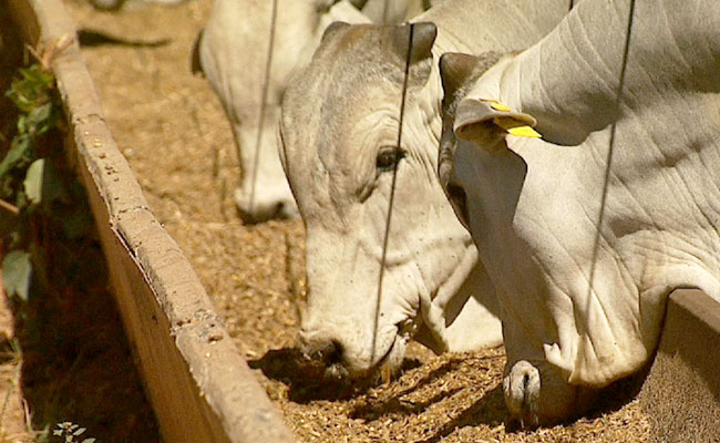 Nutrición Animal