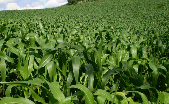 Priorizamos el desarrollo de la agricultura orgánica