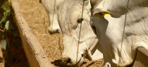 Nutrición Animal