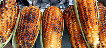 Nutrición Humana