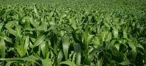 Priorizamos el desarrollo de la agricultura orgánica