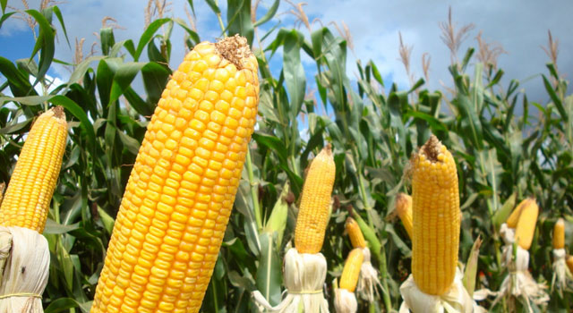 Comienza en Mato Grosso siembra de la segunda cosecha de maíz